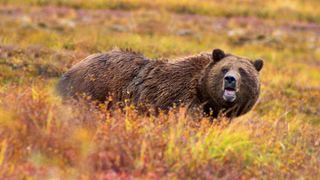 The War Against Grizzly Bears Is Now a Fight to Save Them